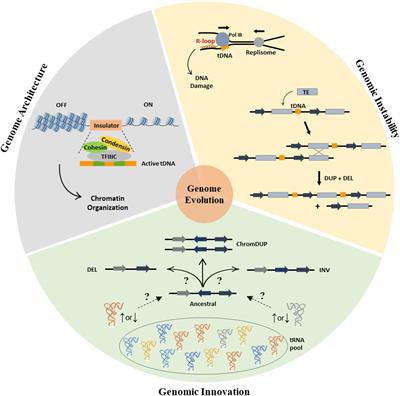 tRNAs as a Driving Force of Genome Evolution in Yeast